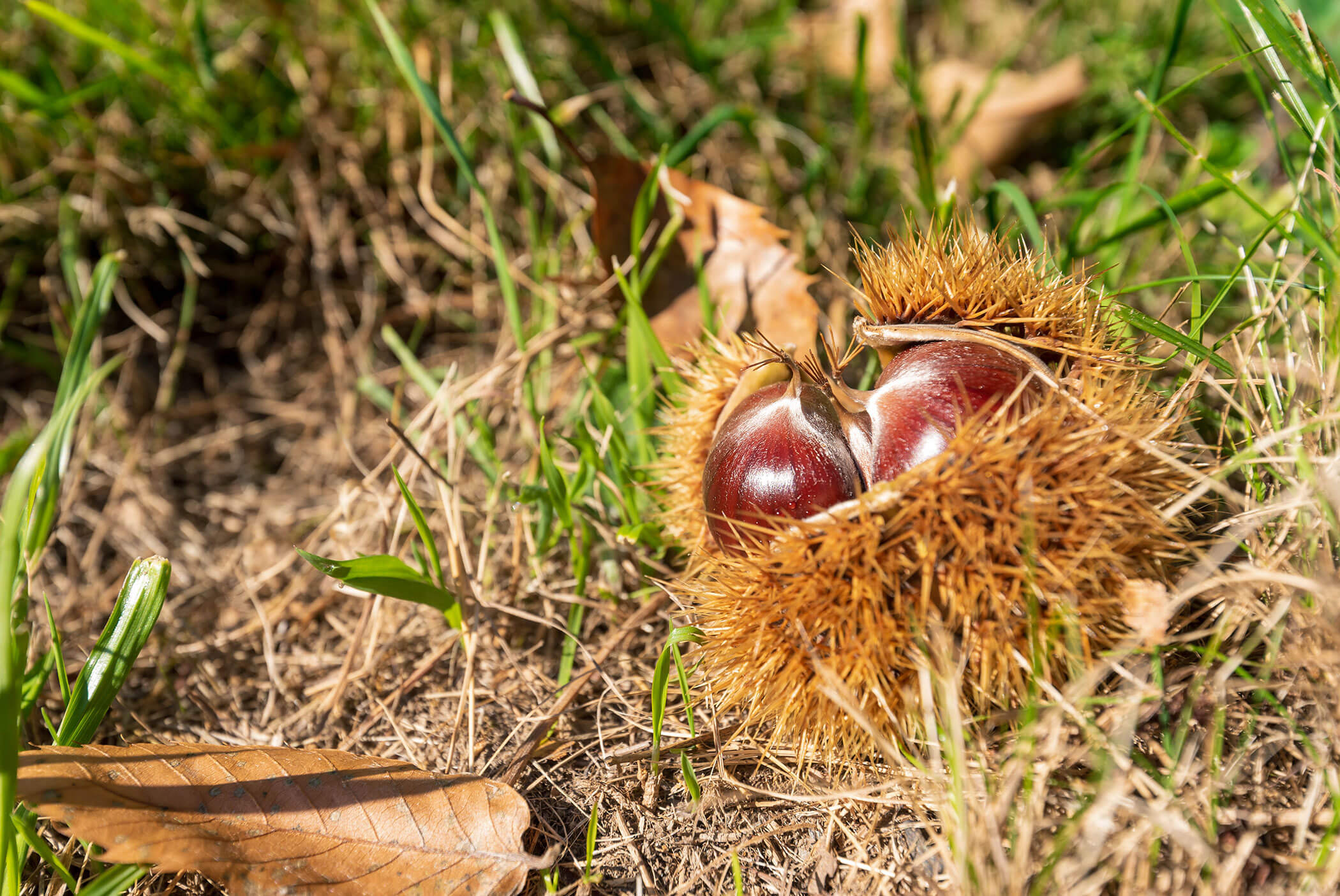 Raccolta di castagne
